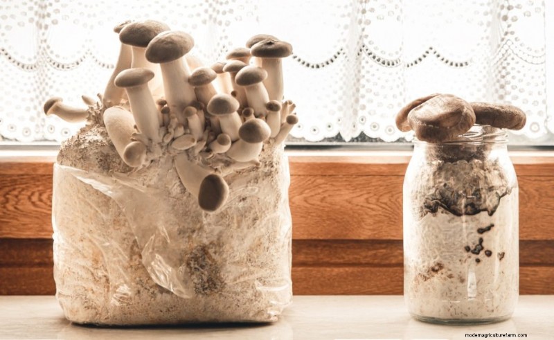 Mushroom Lighting: Do Mushrooms Need Light to Grow?
