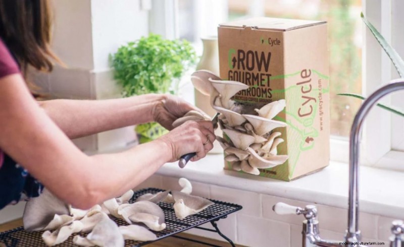 Mushroom Lighting: Do Mushrooms Need Light to Grow?