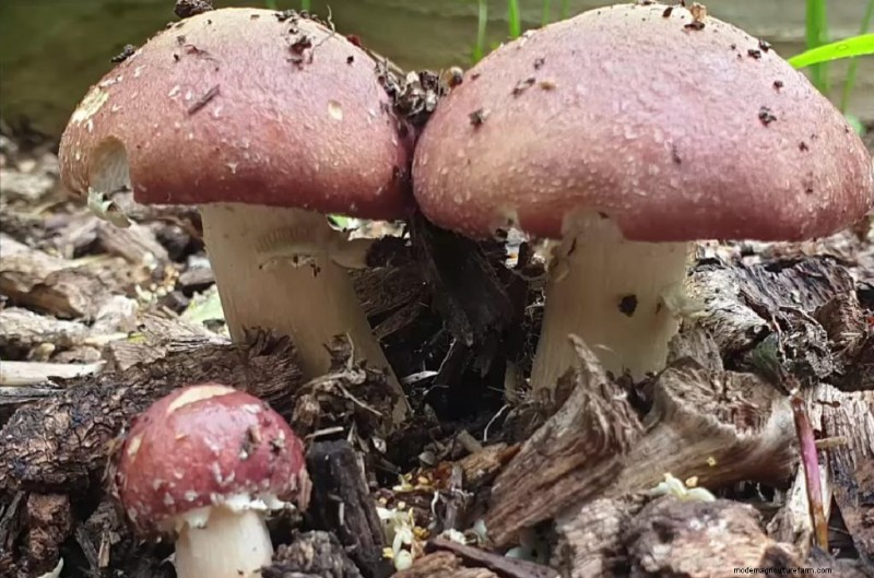 Mushroom Lighting: Do Mushrooms Need Light to Grow?