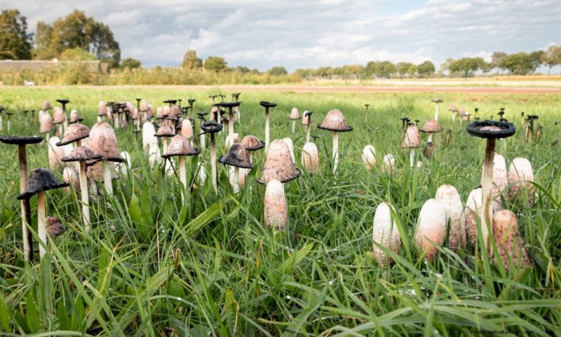 Mushroom Lighting: Do Mushrooms Need Light to Grow?