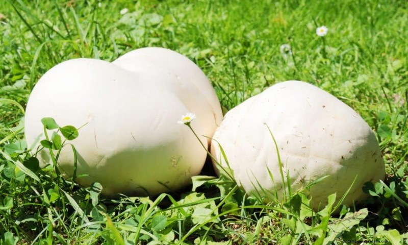 Mushroom Lighting: Do Mushrooms Need Light to Grow?