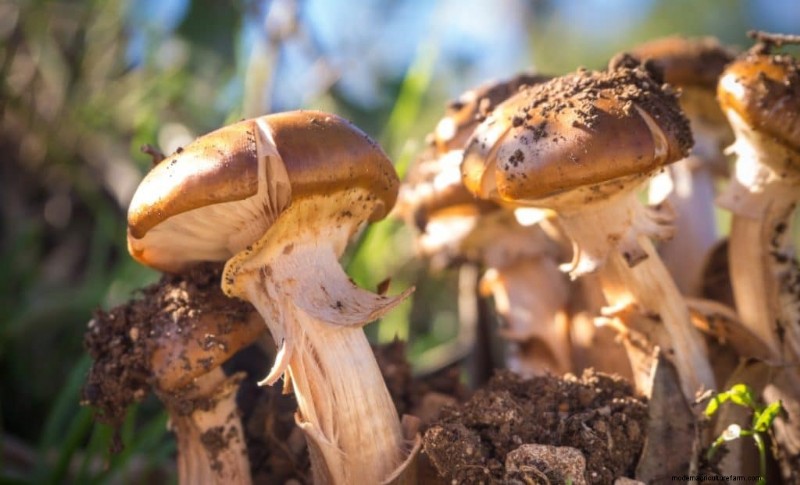 Mushroom Lighting: Do Mushrooms Need Light to Grow?