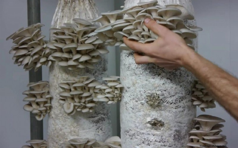 Sustainable Mushroom Growing: 8 Reasons for a Greener Future