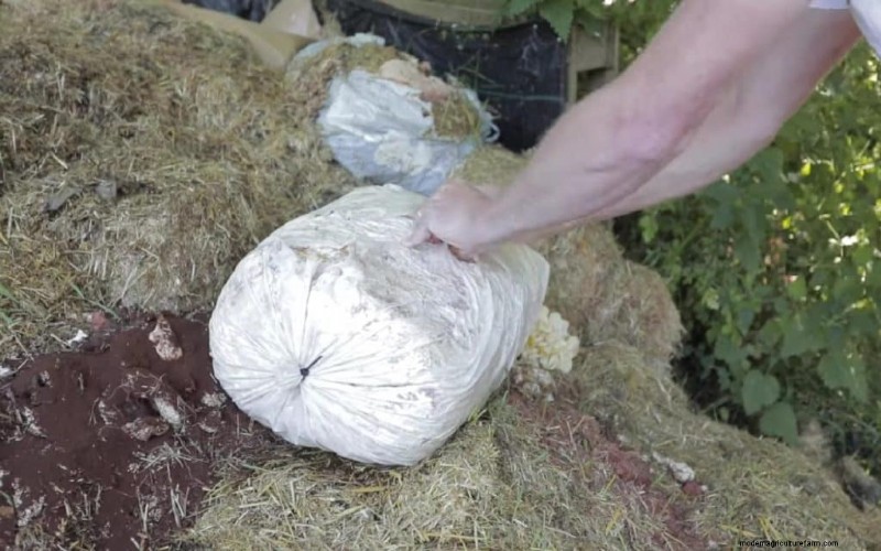 Sustainable Mushroom Growing: 8 Reasons for a Greener Future
