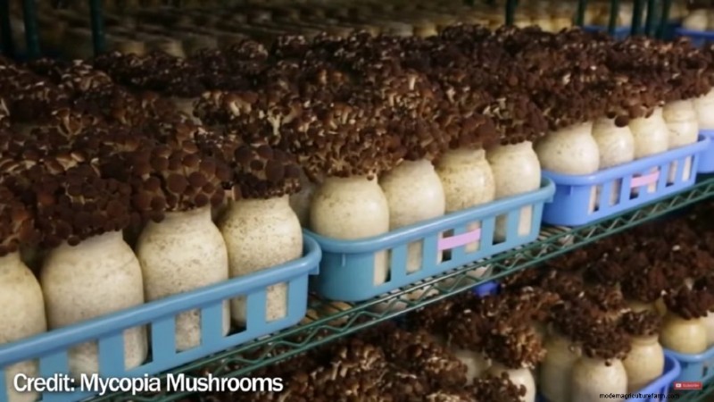 Grow Mushrooms at Home: A Beginner s Guide to Using Polypropylene Bottles