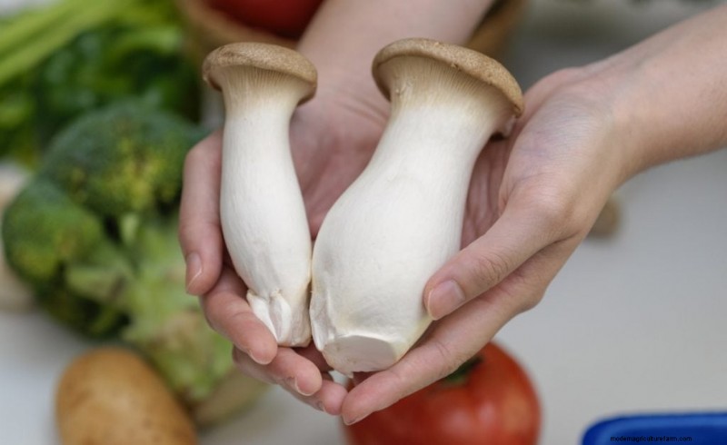 Grow Mushrooms at Home: A Beginner s Guide to Using Polypropylene Bottles