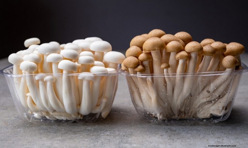 Grow Mushrooms at Home: A Beginner s Guide to Using Polypropylene Bottles
