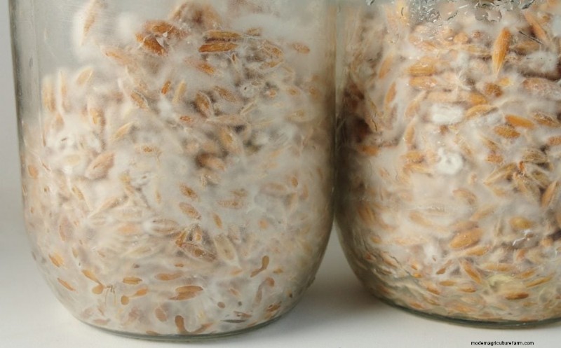 Grow Mushrooms at Home: A Beginner s Guide to Using Polypropylene Bottles
