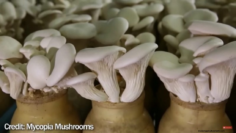 Grow Mushrooms at Home: A Beginner s Guide to Using Polypropylene Bottles