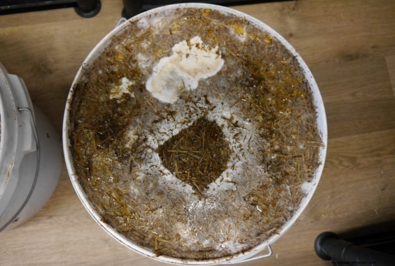 Avoid These 12 Mushroom Growing Mistakes for Success