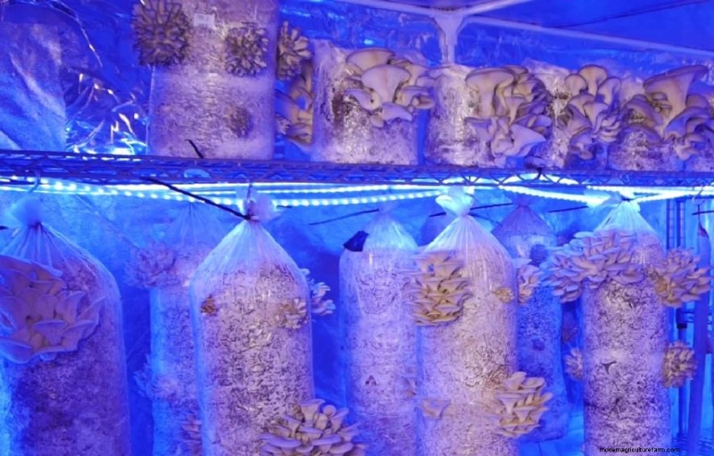 Avoid These 12 Mushroom Growing Mistakes for Success
