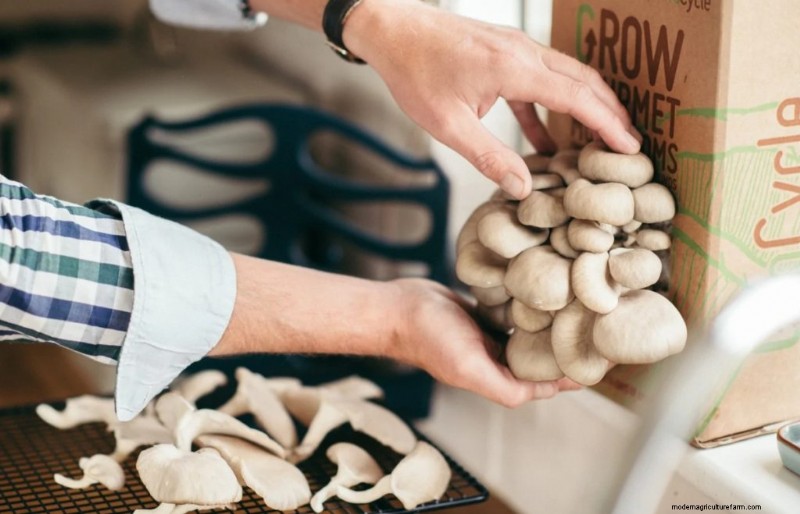 Pasteurizing Mushroom Substrate: A Beginner s Guide (5 Methods)
