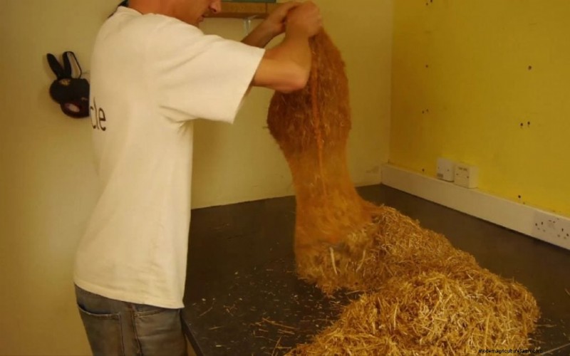 Pasteurizing Mushroom Substrate: A Beginner s Guide (5 Methods)