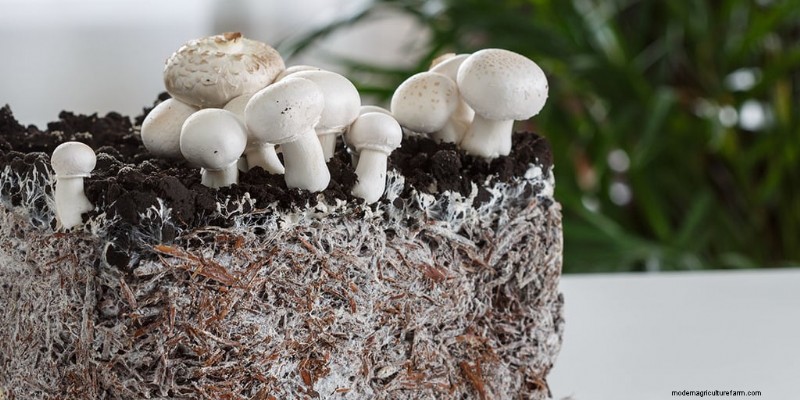 Pasteurizing Mushroom Substrate: A Beginner s Guide (5 Methods)