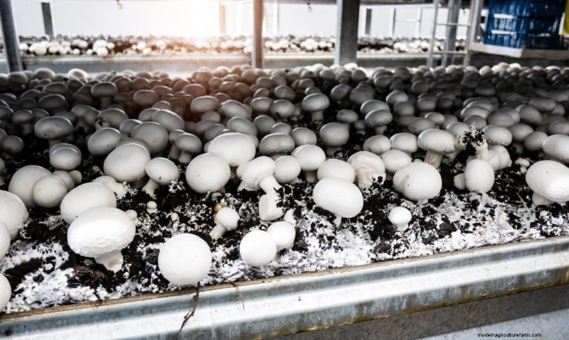 Pasteurizing Mushroom Substrate: A Beginner s Guide (5 Methods)