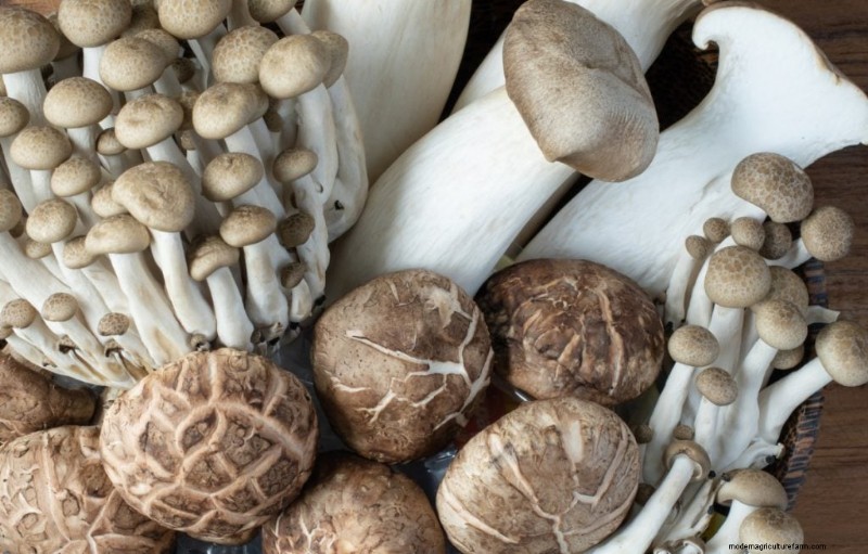 Sterilizing Mushroom Substrate: A Comprehensive Guide for Home Growers