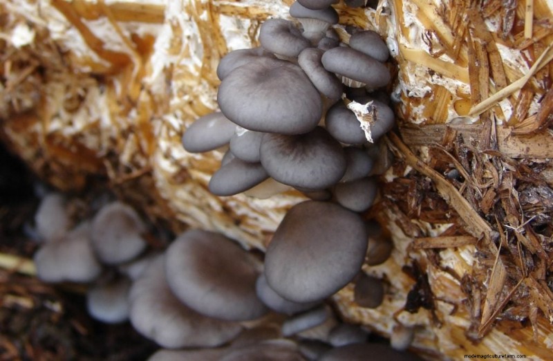 Sterilizing Mushroom Substrate: A Comprehensive Guide for Home Growers
