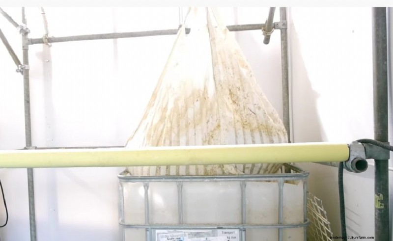 Cold Water Lime Bath Pasteurization for Mushroom Substrate: A Guide
