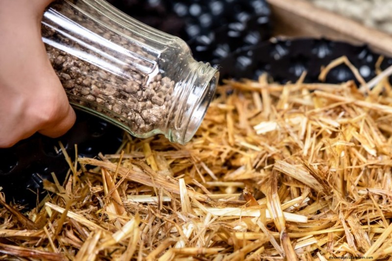 Cold Water Lime Bath Pasteurization for Mushroom Substrate: A Guide