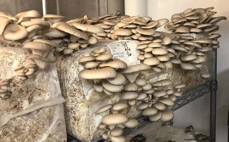 Cold Water Lime Bath Pasteurization for Mushroom Substrate: A Guide
