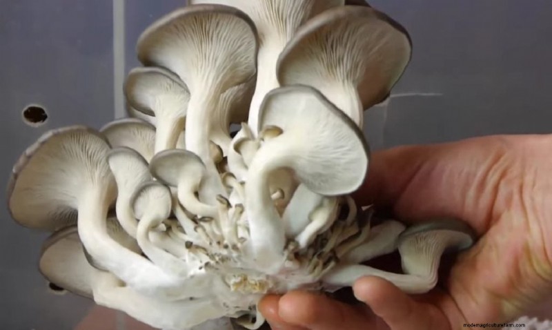 Mushroom Harvesting Guide: Timing, Techniques & Best Practices