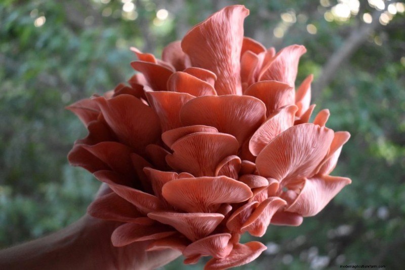 Mushroom Harvesting Guide: Timing, Techniques & Best Practices