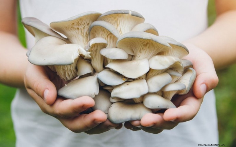 Mushroom Harvesting Guide: Timing, Techniques & Best Practices