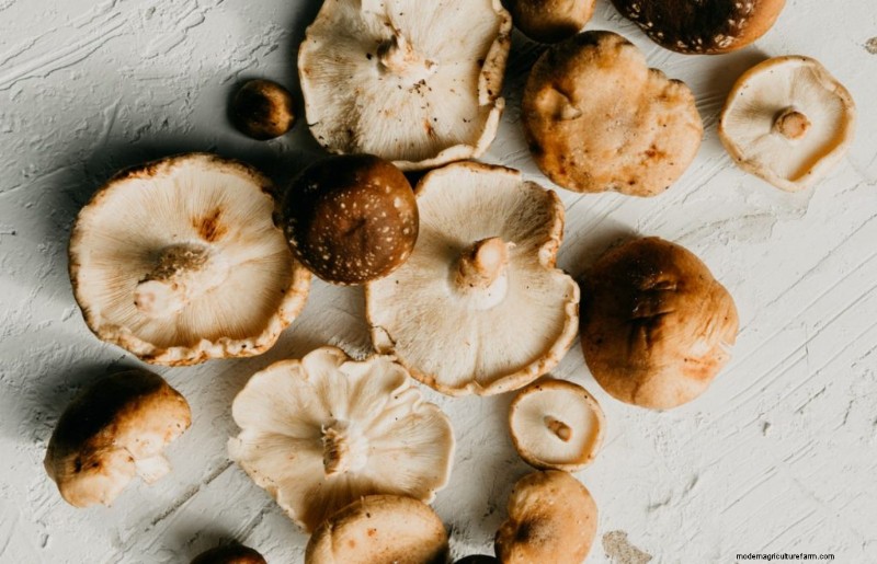 Mushroom Harvesting Guide: Timing, Techniques & Best Practices