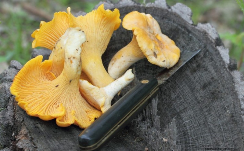 Mushroom Harvesting Guide: Timing, Techniques & Best Practices