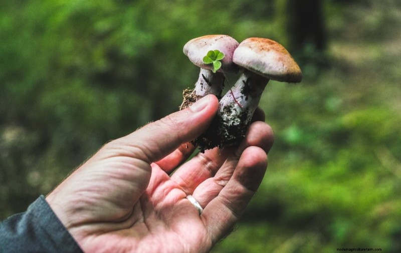 Mushroom Harvesting Guide: Timing, Techniques & Best Practices