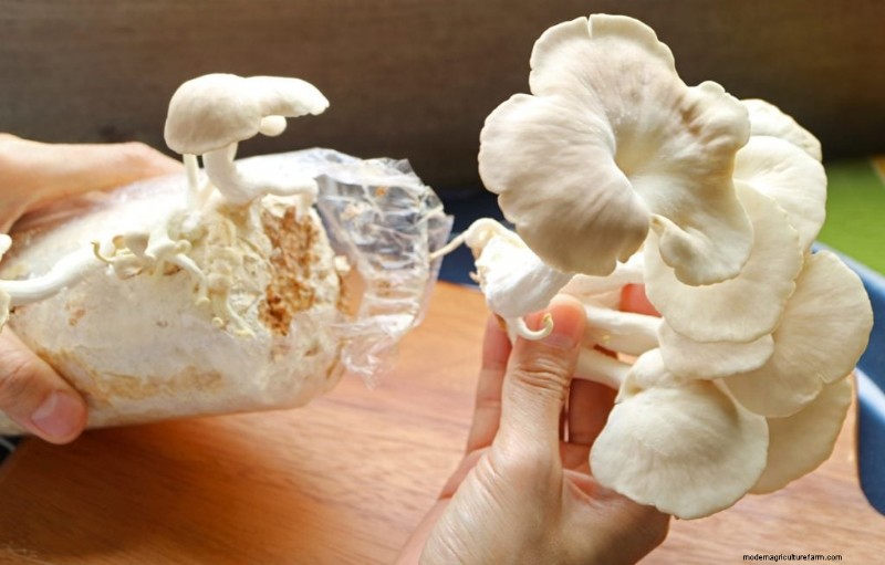 Mushroom Harvesting Guide: Timing, Techniques & Best Practices
