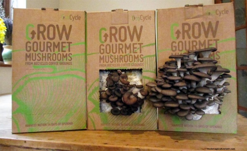 Grow Gourmet Mushrooms at Home: The Ultimate Buyer s Guide