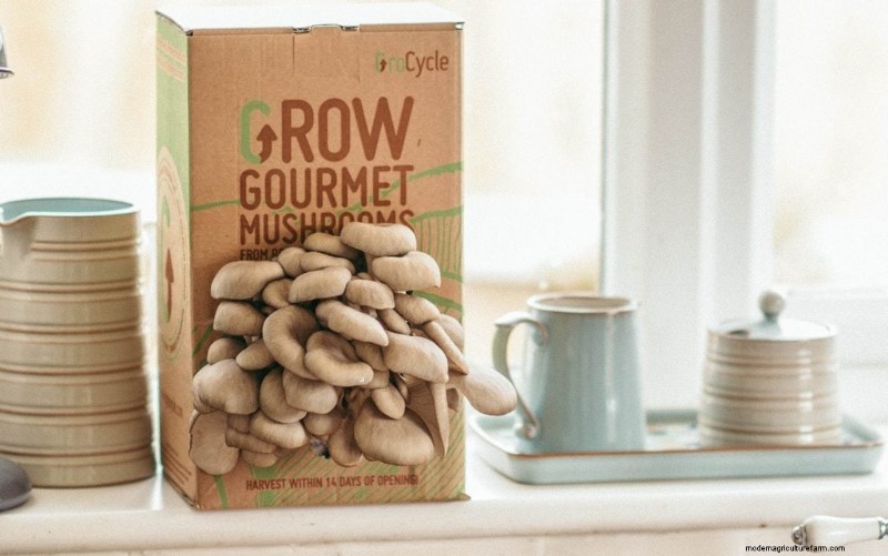 Grow Gourmet Mushrooms at Home: The Ultimate Buyer s Guide