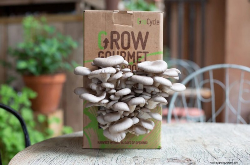 Grow Gourmet Mushrooms at Home: The Ultimate Buyer s Guide