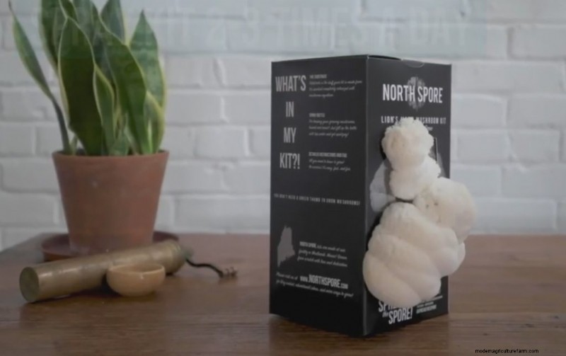 Grow Gourmet Mushrooms at Home: The Ultimate Buyer s Guide