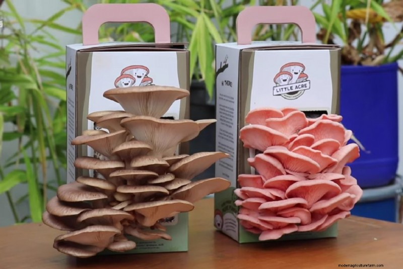Grow Gourmet Mushrooms at Home: The Ultimate Buyer s Guide
