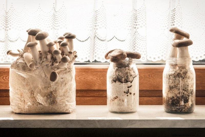 Mushroom Growing Conditions: A Comprehensive Guide