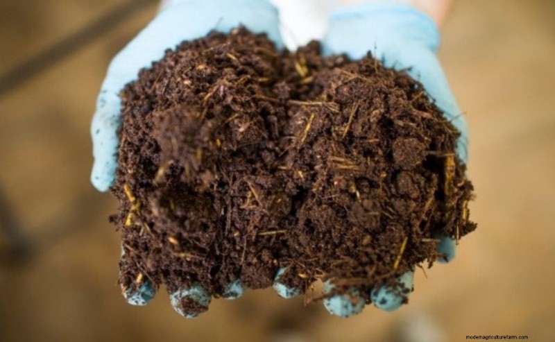 Mushroom Growing Conditions: A Comprehensive Guide