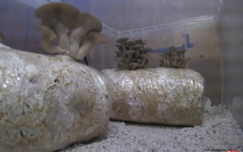 Mushroom Growing Conditions: A Comprehensive Guide