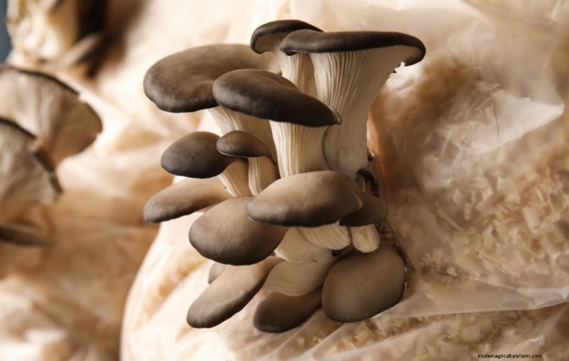 Mushroom Growing Conditions: A Comprehensive Guide