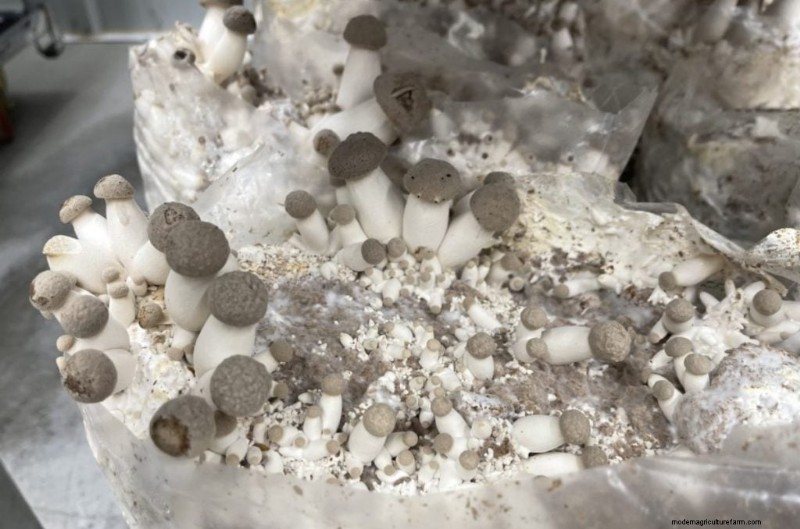 Mushroom Pinning: A Beginner s Guide to Fruiting