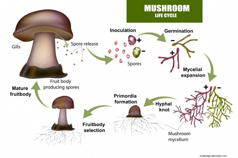 Mushroom Pinning: A Beginner s Guide to Fruiting