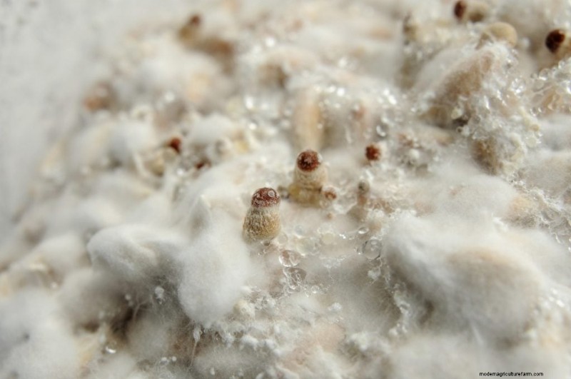 Mushroom Pinning: A Beginner s Guide to Fruiting