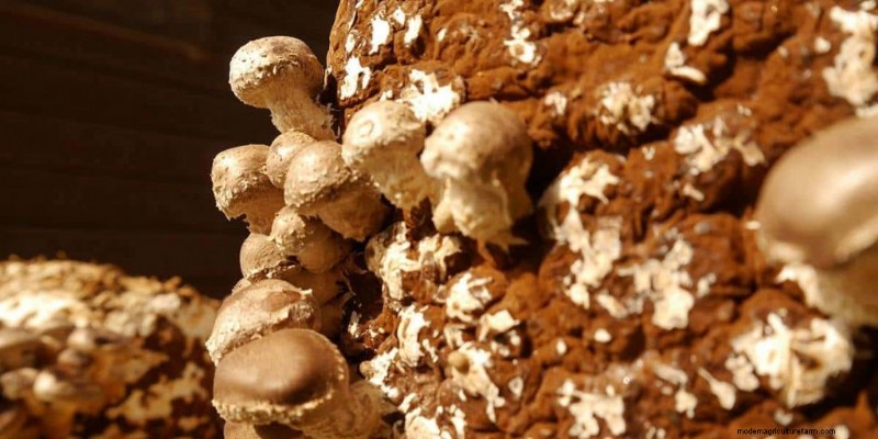 Mushroom Pinning: A Beginner s Guide to Fruiting