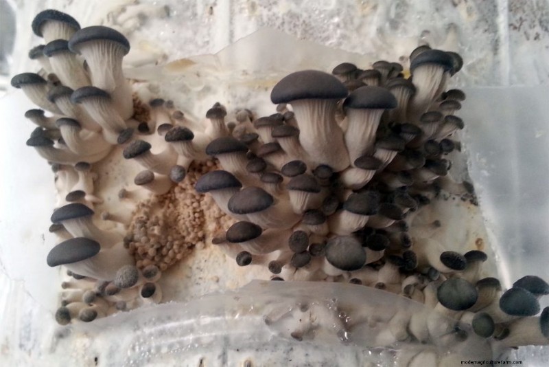 Mushroom Pinning: A Beginner s Guide to Fruiting