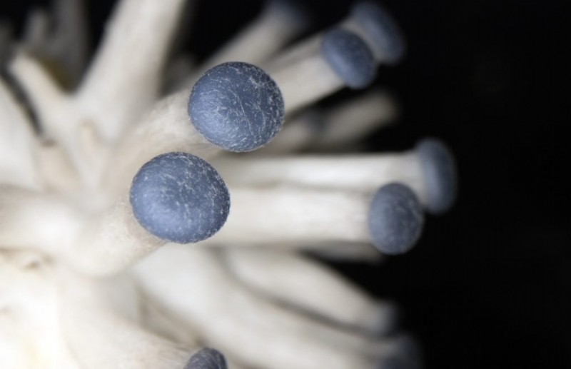 Mushroom Pinning: A Beginner s Guide to Fruiting