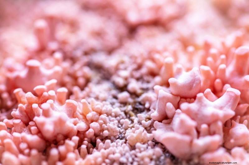 Mushroom Pinning: A Beginner s Guide to Fruiting