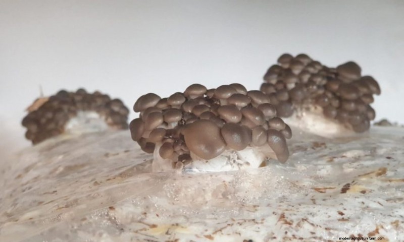 Mushroom Pinning: A Beginner s Guide to Fruiting