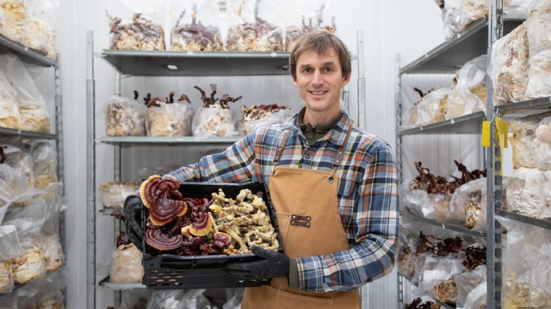 Starting a Mushroom Business: Essential Insights from an Experienced Grower