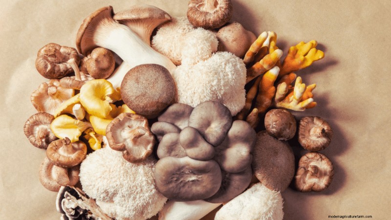Starting a Mushroom Business: Essential Insights from an Experienced Grower